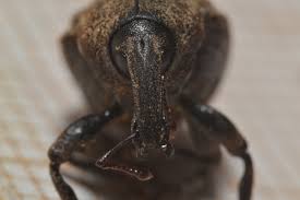 Image result for Plinthus