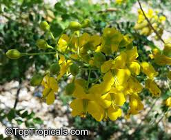Image result for Caesalpinia cassioides