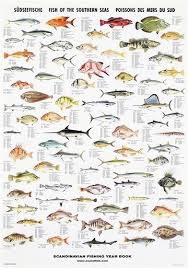 Mediterranean Fish Poster Unique Chart Poster Fish Chart Sea Fish Tropical Fish