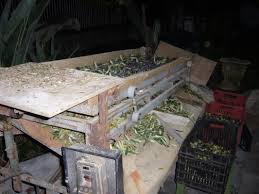 Raccolta E Olive Di Gaeta E Altre Delizie Della Citta