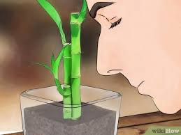 Maybe you would like to learn more about one of these? How To Take Care Of Lucky Bamboo 12 Steps With Pictures