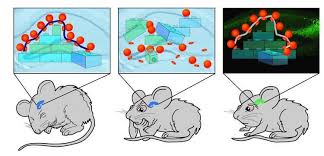 Restoring Memory Formation Following Sleep Deprivation In