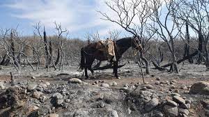 En estos momentos, lo importante es salvar vidas humanas. Incendios En Cordoba Impactantes Imagenes De Copacabana Juntos Cadena 3 Argentina