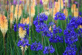 A Fabulous Duo To Try Agapanthus And Kniphofia Agapanthus Water Wise Plants Red Hot Poker Plant