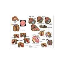 Equine Mare Foaling Chart Horse Fur Babies Horses Horse