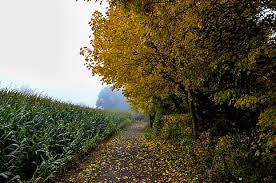 We did not find results for: Halaman 12 Gratis Daun Yang Indah Foto Piqsels