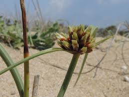 Image result for Pycreus nigricans