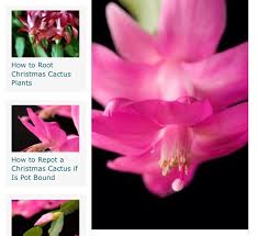 Christmas cacti bloom just in time for the holidays (hence their name), and they're pretty stunning too. When How To Split Up Transplant A Christmas Cactus Christmas Cactus Christmas Cactus Plant Cactus