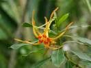 Image result for Strophanthus welwitschii