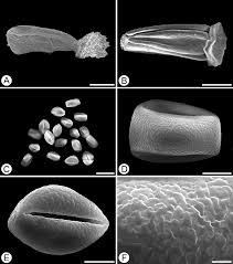 Image result for Dielsiothamnus divaricatus