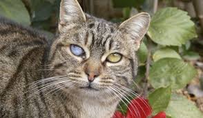 La péritonite infectieuse féline ou pif est une maladie particulièrement méchante qui peut affecter les chats avec le taux de mortalité des chats diagnostiqués comme ayant la maladie. Toxoplasmose Feline Maladies Du Chat Doctissimo