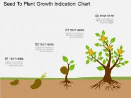 Oy Seed To Plant Growth Indication Chart Flat Powerpoint