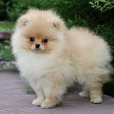 Pomeranian Pomeranian Cute Pomeranian Puppies Pomeranian Puppy Pompom Pom Tumbleweed Deutscher Spitz Zwergs Pomeranian Puppy Cute Pomeranian Cute Dogs
