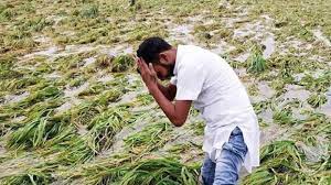 बेमौसम बारिश बनी आफत, किसानों को जबरदस्त नुकसान -