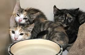 Cats have the ability to give birth about four times a year. Do You Really Know How To Pet A Cat Happy Cats Haven