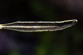 Image result for Elaphoglossum acrostichoides