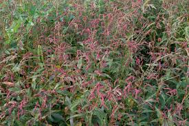 Image result for Persicaria lapathifolia