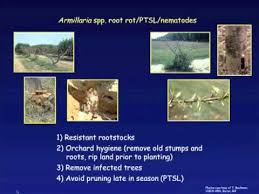 By controlling aphids, viral diseases can be prevented to some extent. Organic Control Of Insect Pests Diseases Of Pecan Peach Webinar Youtube