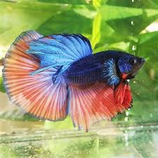 Jadi, anda perlu merawat cupang anda sebaik mungkin dengan menjaga kondisi air pada cupang anda. Cara Penjagaan Ikan Laga 10 Tips Cara Menjaga Ikan Laga Dengan Betul Info Ikan Di Kehidupan Liar Ikan Laga Tinggal Dalam Sawah Padi Yang Cetek Dan Luas Angel Caramik