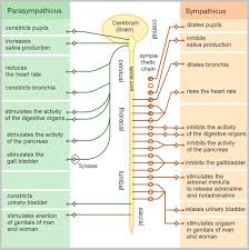 The nervous system maintains internal order within the body by coordinating the activities of this is primarily conducted through electrochemical signaling between nerves and other cells. Peripheral Nervous System Structure Summary Teachmephys