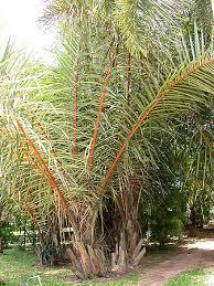 Image result for Raphia farinifera