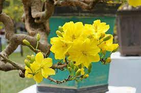 Japanese Cherry Blossom And Yen Tu Yellow Apricot Blossom Festival 2017 To Come Apricot Blossom Flowering Bonsai Tree Japanese Cherry Blossom