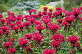 Pick the right plants to enjoy a colorful, almost carefree yard. Top 10 Best Hummingbird Flowers For Attracting Birds 2021 Hummingbirds Plus