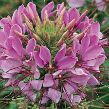 Image result for Cleome