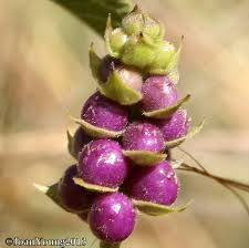 Image result for Lantana rugosa