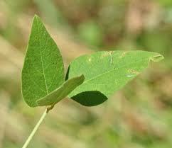 Image result for Desmodium tortuosum
