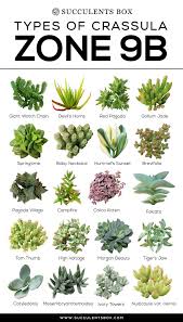 Show and sale open sunday aug. Choosing Succulents For Zone 9 California Florida And Arizona Types Of Succulents Plants Succulents Succulent Landscaping