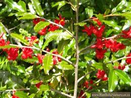 Image result for Ochna ovata