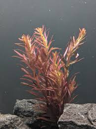 Image result for Rotala tenella