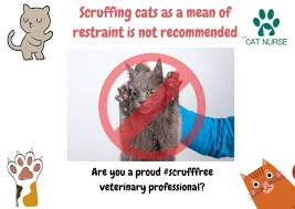 Is your cat licking itself excessively in the same spot, or even creating bald patches? Furries Inc Cat Grooming Home Facebook