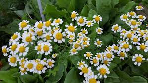 Feverfew Advice From The Herb Lady Feverfew Chamomile Plant Medicinal Plants