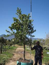 Image result for Syzygium cordatum