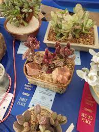 This month, they opened their farm gate and welcomed the san diego cactus and succulent society (sdcss). San Diego Cactusand Succulent Society Show 2018 Part 3 Album On Imgur