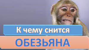 k chemu snitsya obezyana sonnik sonnik son obezyana