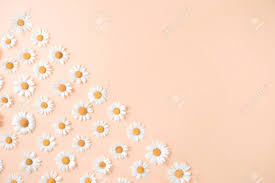 Get up to 10 free flower art prints! Floral Background Pattern Of White Chamomile Daisy Flowers On Stock Photo Picture And Royalty Free Image Image 125141270