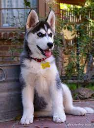 Great Tips On How To Care For Your Dog Read More At The Image Link Dogstips Husky Puppy Siberian Husky Puppies