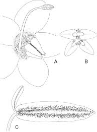 Image result for Harveya alectroides