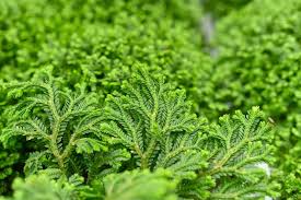 Image result for Selaginella afrorum