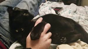 Before you go on a flea hunt, think about why you suspect your cat might have fleas. Ticklish Spot Youtube