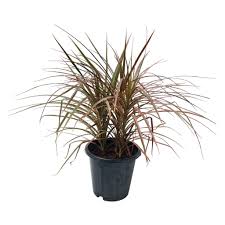 Image result for Chlorophytum pubiflorum