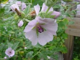 Simple or usually multiple stems arising from a fibrous root. Plantfiles Pictures Althaea Species Common Marshmallow Marsh Mallow Althaea Officinalis By Buttoneer
