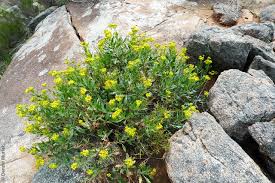 Image result for Senecio latifolius