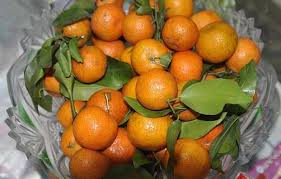 Trascorso questo tempo prepariamo il liquore. Mandarino Cinese Detto Kumquat Un Frutto Con Delle Importanti Proprieta