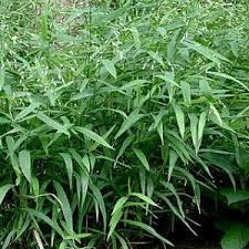 Image result for Chasmanthium latifolium