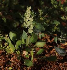 Image result for Chenopodium phillipsianum