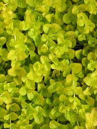 We did not find results for: Lysimachia Golden Creeping Jenny Plants4home